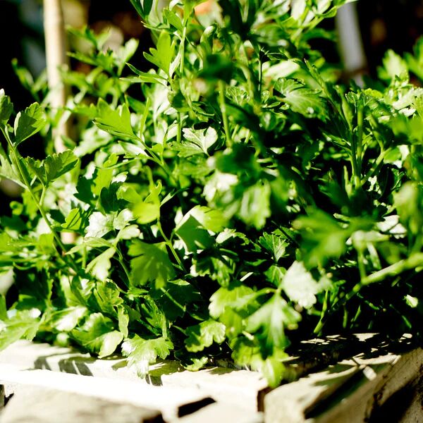 Heirloom Herb Seeds