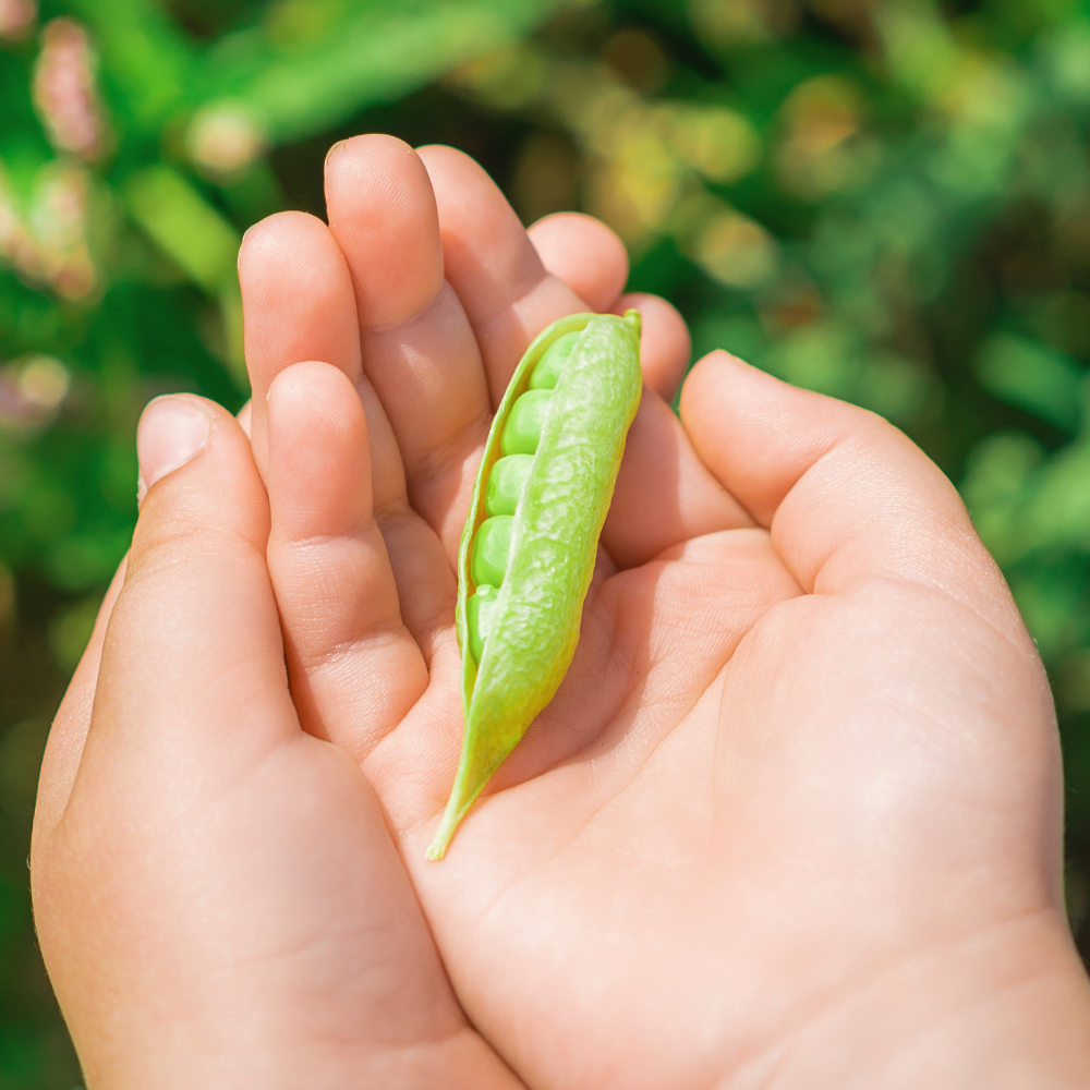 Kids Seed Kit