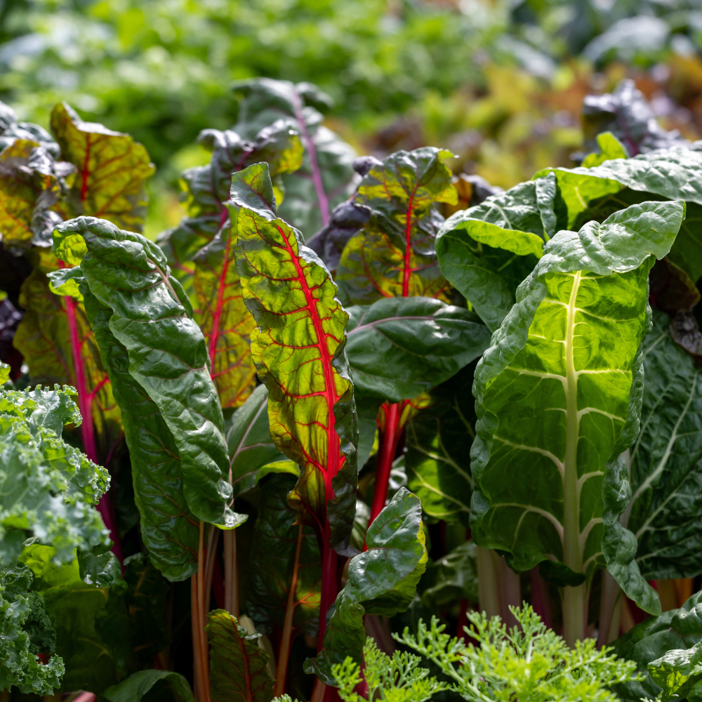 Leafy Greens Seed Kit