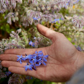 Borage 'Common' Heirloom seeds