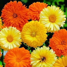 Calendula (Pacific Beauty) Heirloom Seeds