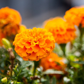 Marigold (Petite Series) Heirloom Seeds