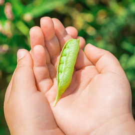 Kids Seed Kit