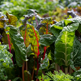 Leafy Greens Seed Kit
