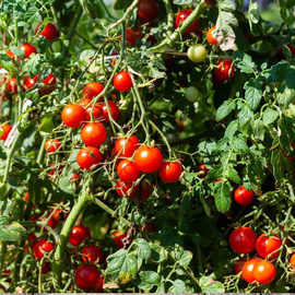 Tomato (Tommy Toe) Heirloom Seeds