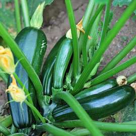 Zucchini (Black Beauty) Heirloom Seeds