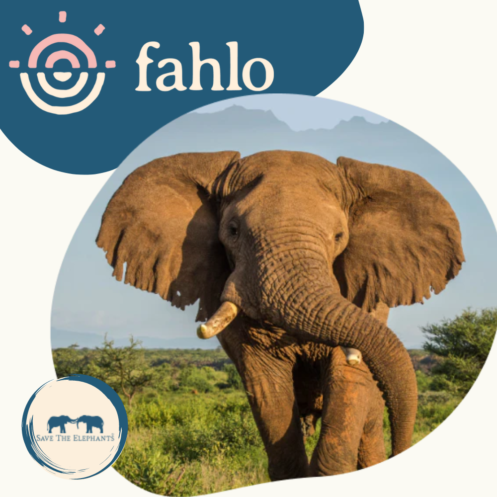 FAHLO ELEPHANT