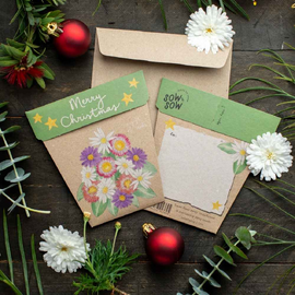 Christmas Native Daisies Gift of Seeds