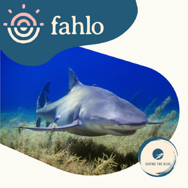 Fahlo Shark Tracking Bracelet