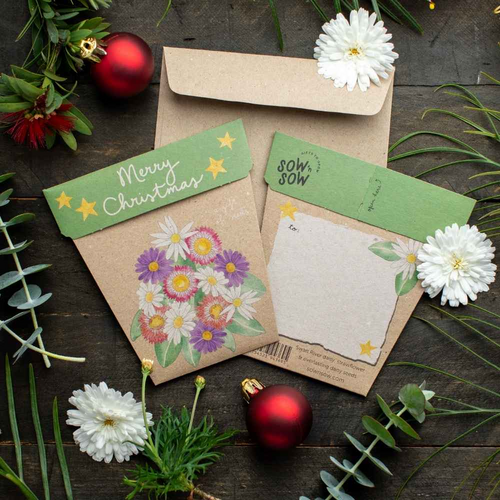 Christmas Native Daisies Gift of Seeds